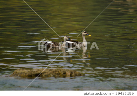 Indian Spot-billed Ducks near Sangli, Maharashtra 39455199
