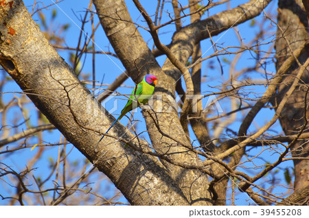 Plum-headed Parakeet , Psittacula cyanocephalaon 39455208