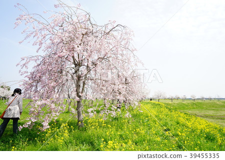 垂枝櫻花和油菜花 垂枝櫻花和油菜花 39455335
