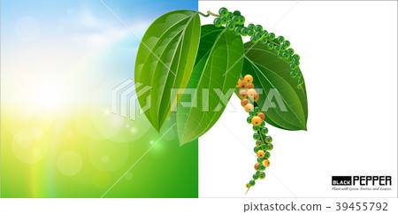 black pepper leaves green on green background. black pepper leaves green on green background. 39455792