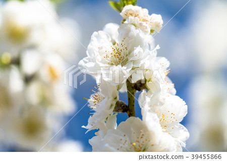 Hanamomo spring flowers Hanamomo spring flowers 39455866