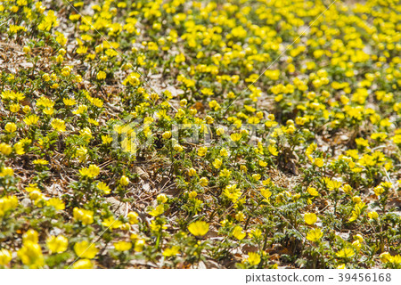 Fukuge Fukuge 39456168