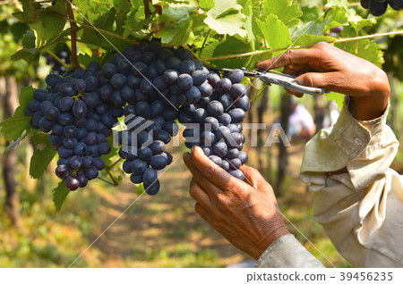 Grape harvesting near Sangli, Maharashtra Grape harvesting near Sangli, Maharashtra 39456235