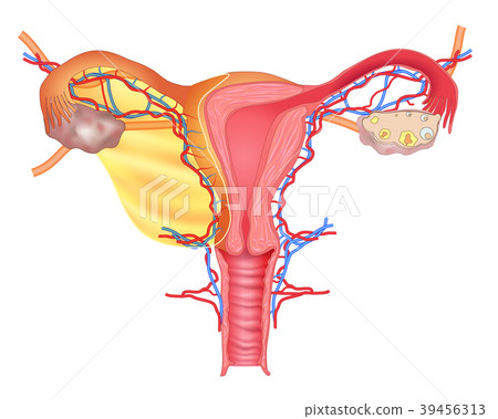 Uterus medical poster with female reproductive Uterus medical poster with female reproductive 39456313