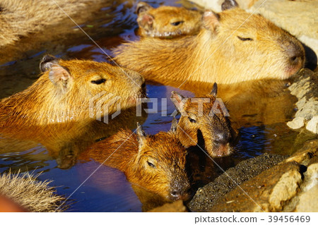 Capybara bath scenery 39456469