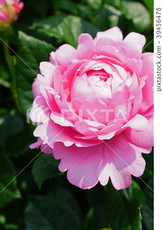Heart-shaped pink petals are cute roses 39456478