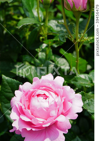 Heart-shaped pink petals are cute roses Heart-shaped pink petals are cute roses 39456479