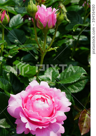 Heart-shaped pink petals are cute roses 39456480