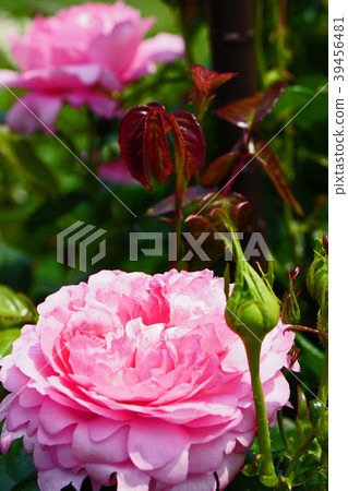 Heart-shaped pink petals are cute roses Heart-shaped pink petals are cute roses 39456481