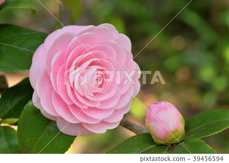 茶花 茶花 39456594