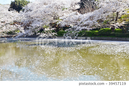 鎌倉八幡宮的櫻花盛開 鎌倉八幡宮的櫻花盛開 39457119