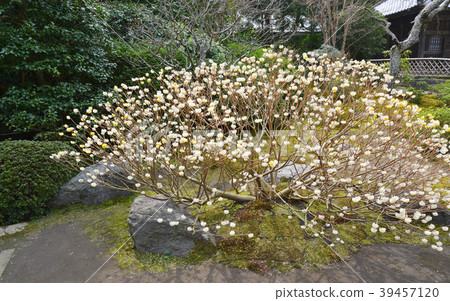 Kita Kamakura Kaisoji Mitsumata Flower 39457120
