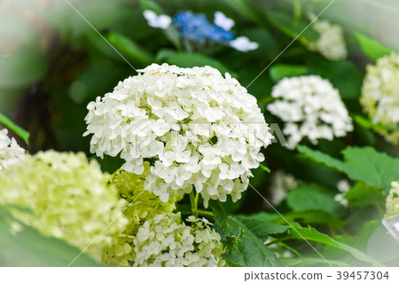hydrangea hydrangea 39457304