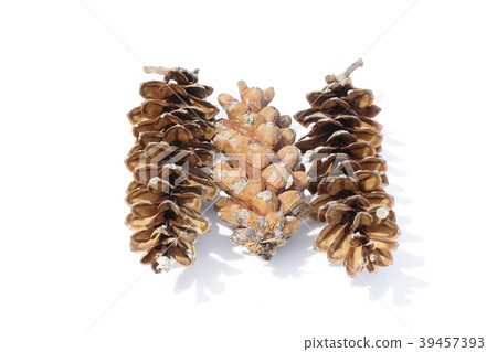 I picked up a large Strobe pine cone at the tree park-3 39457393