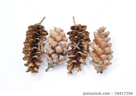 I picked up a large Strobe pine cone in the tree park-4 39457394