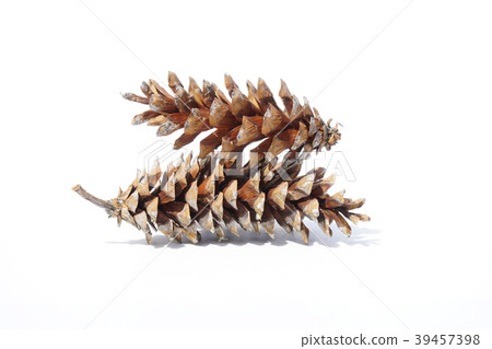 I picked up a large Strobe pine cone at the tree park-8 39457398