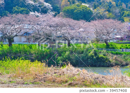 Hiratsuka Kinmegawa Bank cherry blossoms and fresh greenery of half bloom Hiratsuka Kinmegawa Bank cherry blossoms and fresh greenery of half bloom 39457408