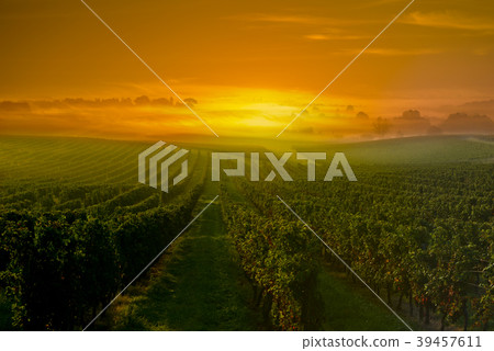 Vineyard Sunrise in Bordeaux Vineyard, Gironde 39457611