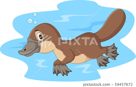 Cartoon happy platypus swimming  39457672