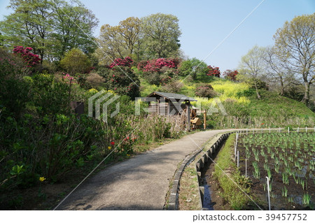 Yokosuka Shonen Garden Rhododendron 39457752