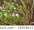 枝枒 39458015