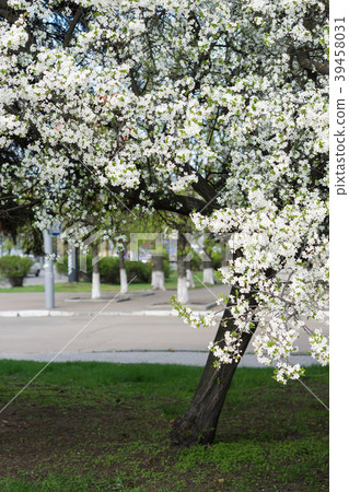 blossom of a tree at spring season 39458031