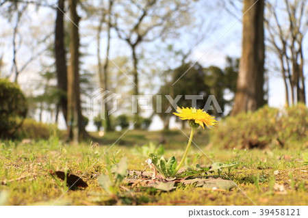 春天的到來（蒲公英花） 39458121