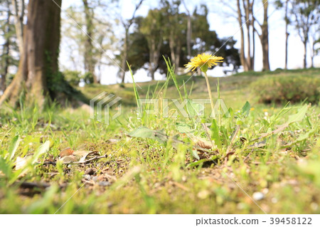 春天的到來（蒲公英花） 39458122