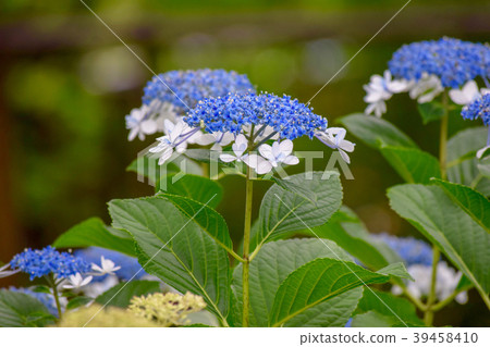 Hydrangea at Toshimaen 39458410