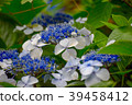 Toshimaen的繡球花 39458412
