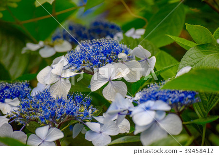 Hydrangea at Toshimaen Hydrangea at Toshimaen 39458412