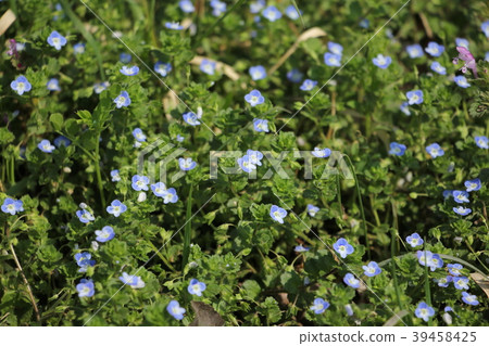 波斯Speedwell 39458425