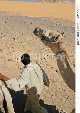 Egypte - Camel driver-Aswan 39458449
