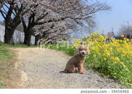 Cherry-blossom viewing Cherry-blossom viewing 39458468