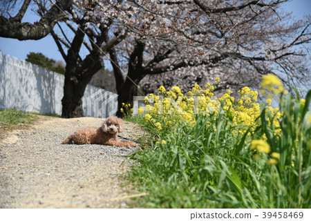 櫻花盛開 39458469