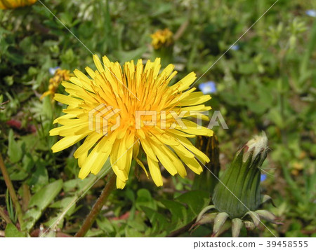 Yellow flower on the roadside seen all the year Dandelion Yellow flower on the roadside seen all the year Dandelion 39458555