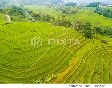 Terraces of Rice Fields in Indonesia. Aerial View Terraces of Rice Fields in Indonesia. Aerial View 39458580