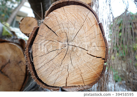 cut pine tree inside an thai forest.  39458595