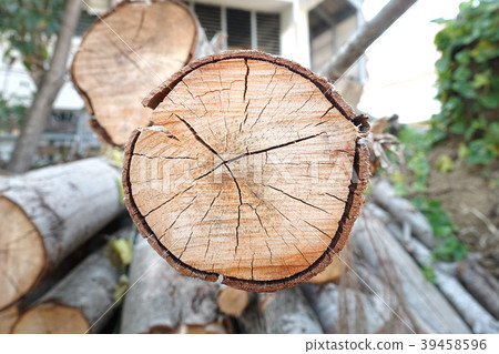 cut pine tree inside an thai forest. cut pine tree inside an thai forest. 39458596