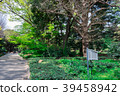 Landscape of early summer (tree and leaf) Landscape of early summer (tree and leaf) 39458942