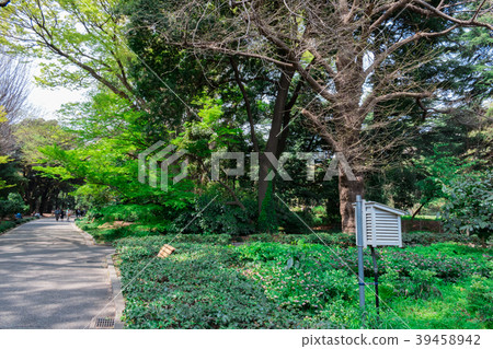 Landscape of early summer (tree and leaf) Landscape of early summer (tree and leaf) 39458942