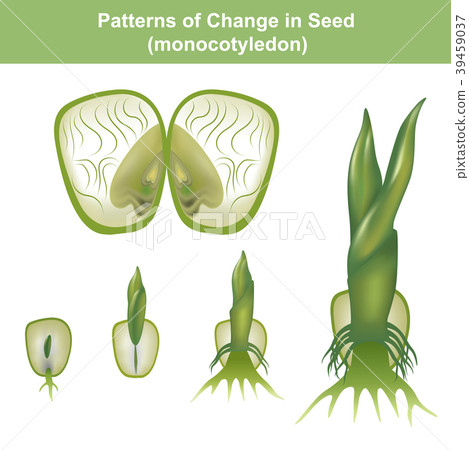 Monocotyledon of seed. Education info graphic. 39459037