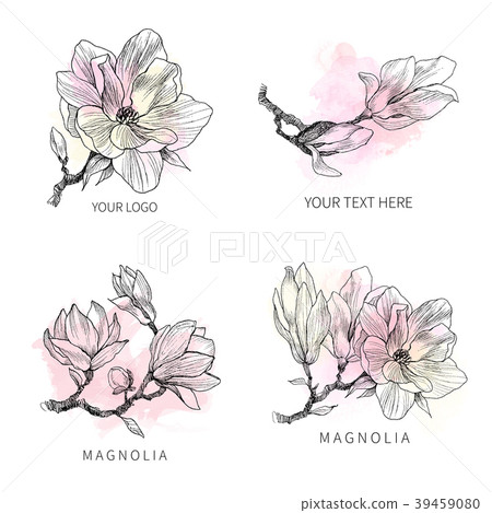 Ink, pencil, the leaves and flowers of Magnolia 39459080
