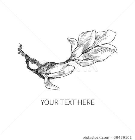 Ink, pencil, the leaves and flowers of Magnolia 39459101
