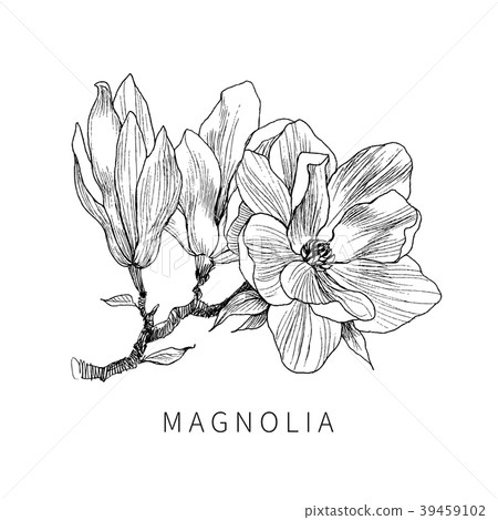 Ink, pencil, the leaves and flowers of Magnolia Ink, pencil, the leaves and flowers of Magnolia 39459102