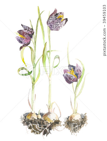 Watercolor beautiful fritillaria flowers. Bouquet 39459103