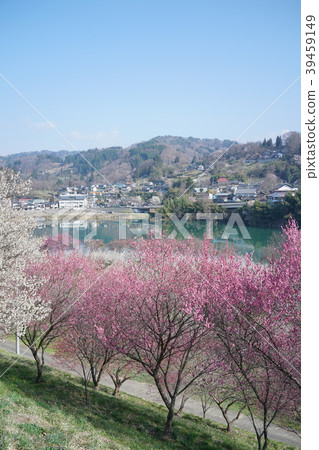Umezuru湖盛開梅花園長野信州新町 Umezuru湖盛開梅花園長野信州新町 39459149