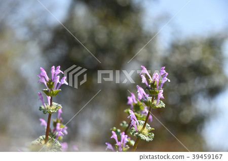 Hotokenosa (Buddha's seat) Hotokenosa (Buddha's seat) 39459167