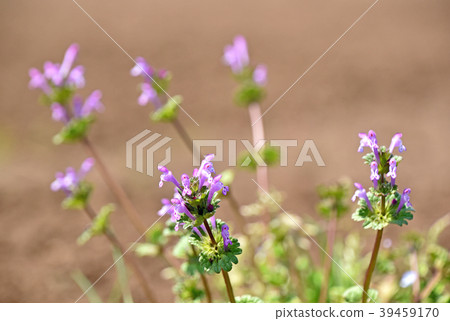 Hotokenosa(佛座) Hotokenosa(佛座) 39459170