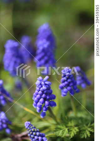 Muscari 39459365